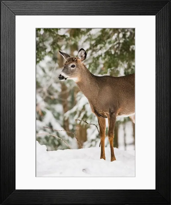 Framed Print : Male white-tailed deer buck with recently shed antlers in snowy forest Framed Print : Male white-tailed deer buck with recently shed antlers in snowy forest
