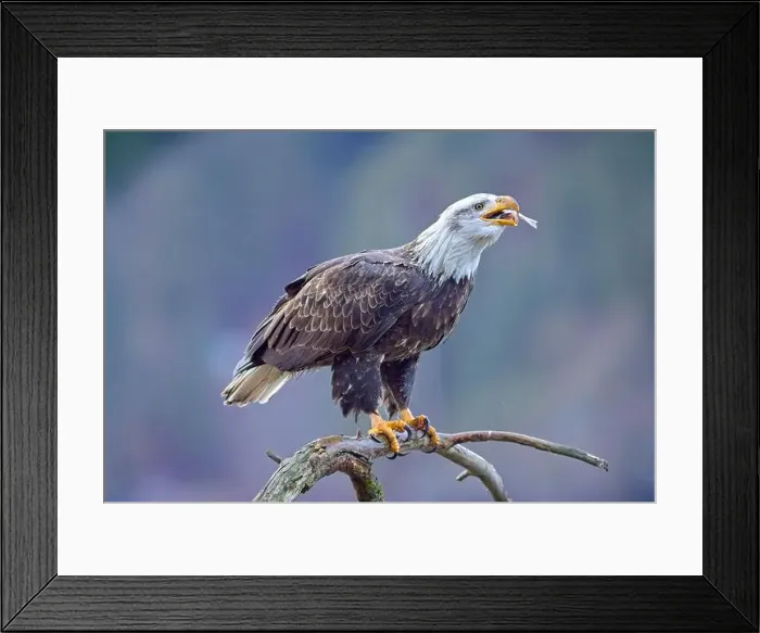 Framed Print : An American bald eagle perched on a branch is eating a fish it recently caught in north Idaho Framed Print : An American bald eagle perched on a branch is eating a fish it recently caught in north Idaho