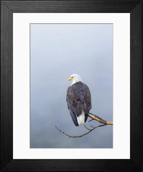 Framed Print : An American bald eagle is perched on a barren branch on a foggy day in north Idaho Framed Print : An American bald eagle is perched on a barren branch on a foggy day in north Idaho