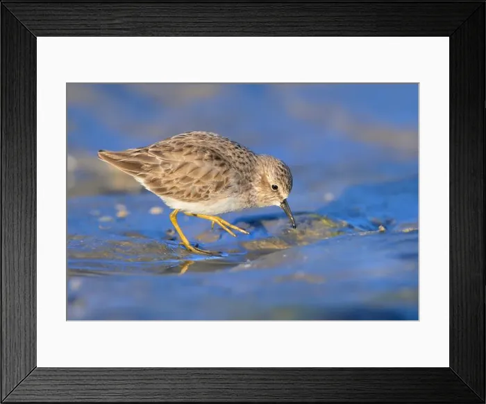 Framed Print : Least sandpiper (Calidris minutilla) walking at the ocean beach in search fof food Framed Print : Least sandpiper (Calidris minutilla) walking at the ocean beach in search fof food