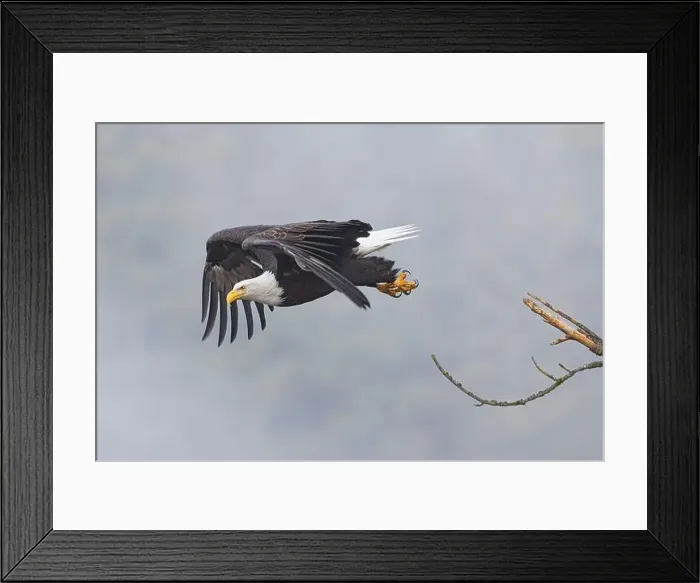 Framed Print : An american bald eagle flies off from a branch on a foggy day in north Idaho Framed Print : An american bald eagle flies off from a branch on a foggy day in north Idaho