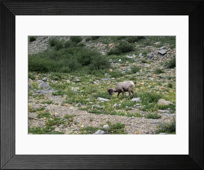 Framed Print : Big Horn Sheep Part 3