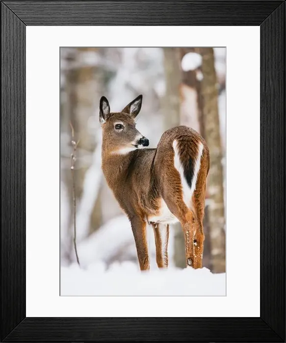 Framed Print : White-tailed Deer doe in snowy winter woodland Framed Print : White-tailed Deer doe in snowy winter woodland