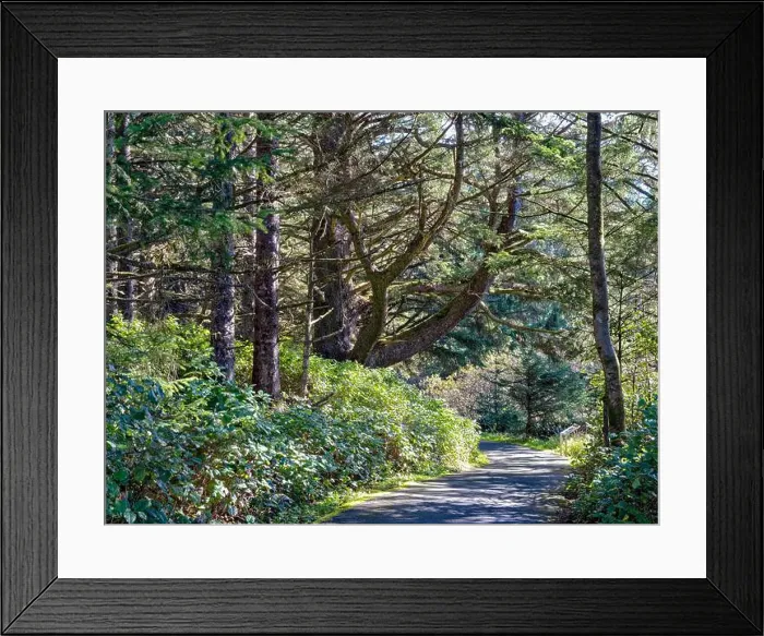 Framed Print : Bell's View Trail passes through the forest at Cape Disappointment State Park in Ilwaco, Washington, USA Framed Print : Bell's View Trail passes through the forest at Cape Disappointment State Park in Ilwaco, Washington, USA