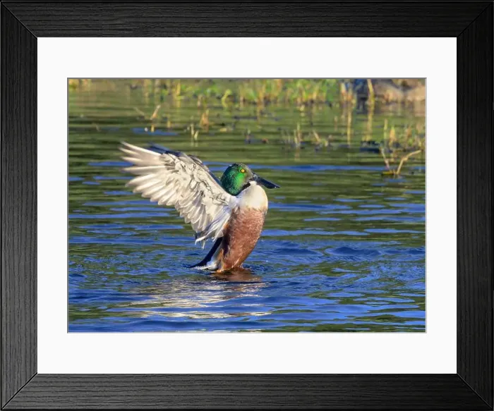 Framed Print : Shoveler (Spatula clypeata) drake splashing wings after preening, Galveston, Texas, USA Framed Print : Shoveler (Spatula clypeata) drake splashing wings after preening, Galveston, Texas, USA