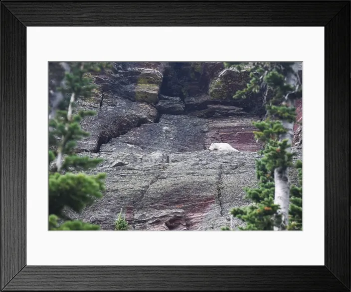 Framed Print : Mountain Goat Zoomed Framed Print : Mountain Goat Zoomed