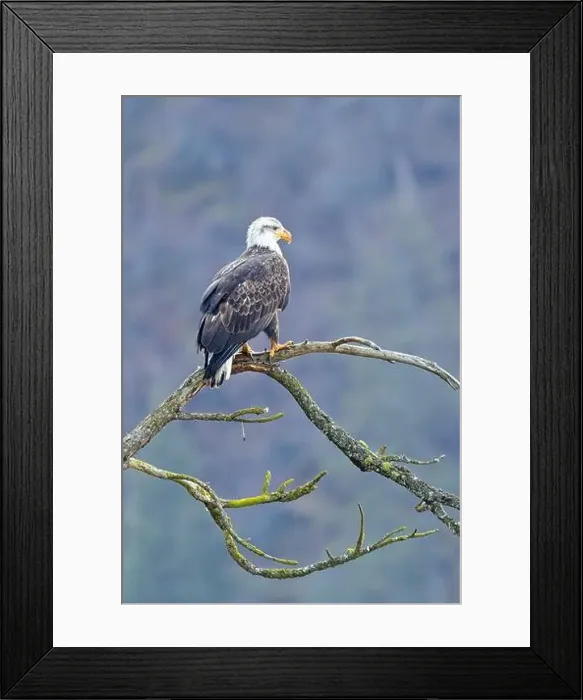 Framed Print : An american bald eagle is perched on a barren tree branch early in the day in north Idaho Framed Print : An american bald eagle is perched on a barren tree branch early in the day in north Idaho