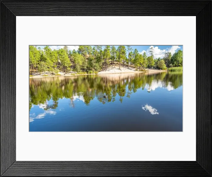 Framed Print : A Mallard in Tucson, Arizona Framed Print : A Mallard in Tucson, Arizona