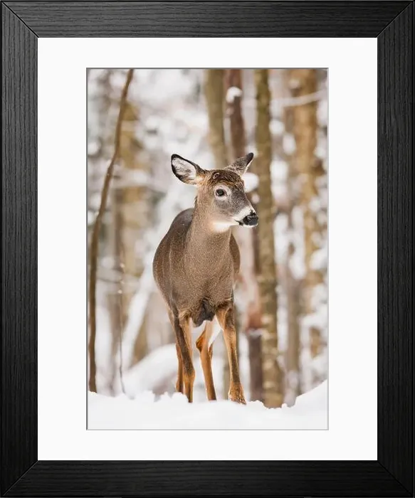 Framed Print : Male white-tailed deer buck with recently shed antlers in snowy forest Framed Print : Male white-tailed deer buck with recently shed antlers in snowy forest