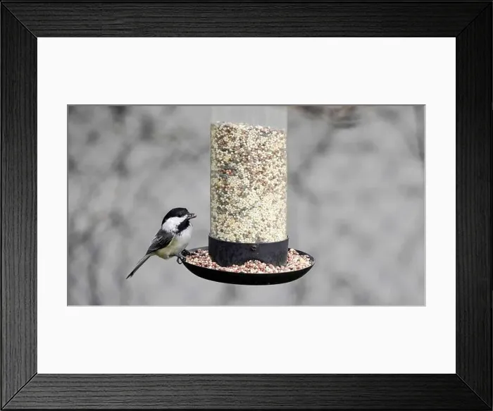 Framed Print : Titmouse perches at a seed feeder, enjoying a meal Framed Print : Titmouse perches at a seed feeder, enjoying a meal