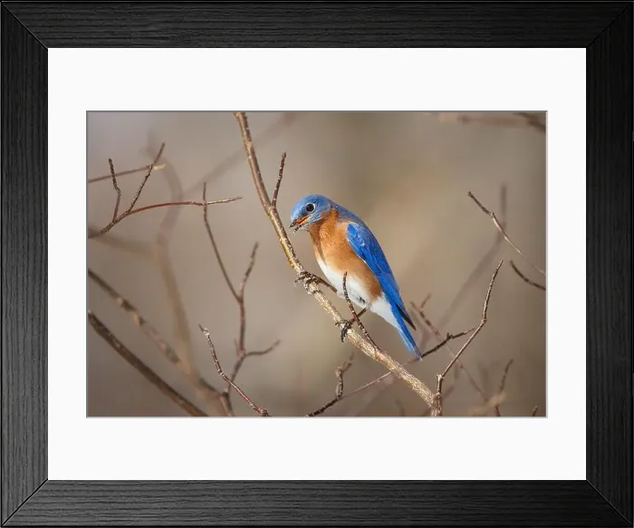 Framed Print : Male Eastern Bluebird calling from tree branches Framed Print : Male Eastern Bluebird calling from tree branches
