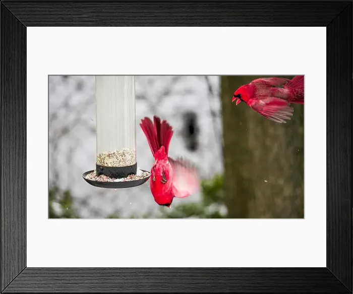Framed Print : A vibrant cardinals hovers by a bird feeder filled with seeds against a snowy backdrop Framed Print : A vibrant cardinals hovers by a bird feeder filled with seeds against a snowy backdrop