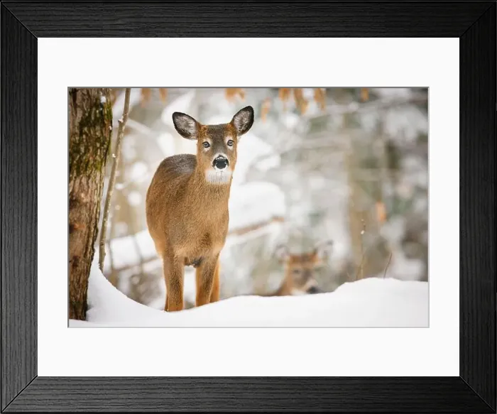 Framed Print : Young white-tailed deer with unusual eyes in snowy forest Framed Print : Young white-tailed deer with unusual eyes in snowy forest