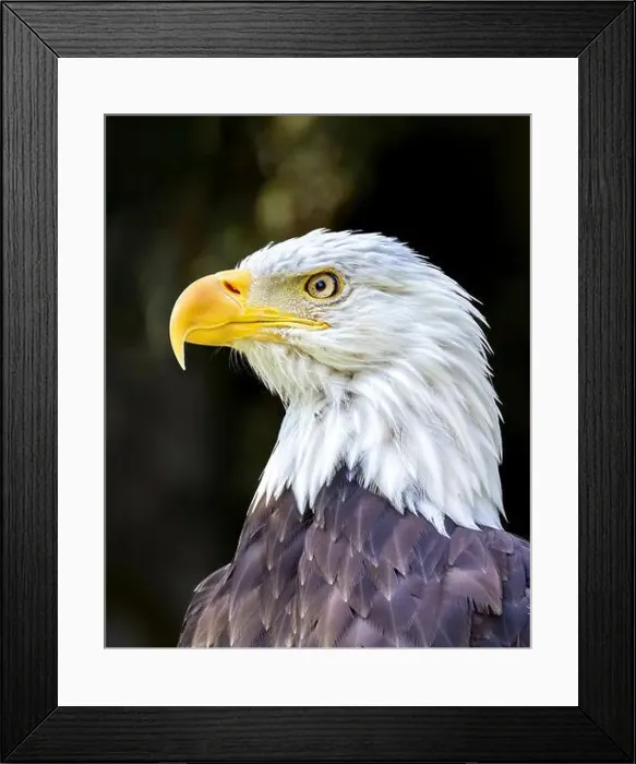 Framed Print : Close up photo of a bald American eagle Framed Print : Close up photo of a bald American eagle