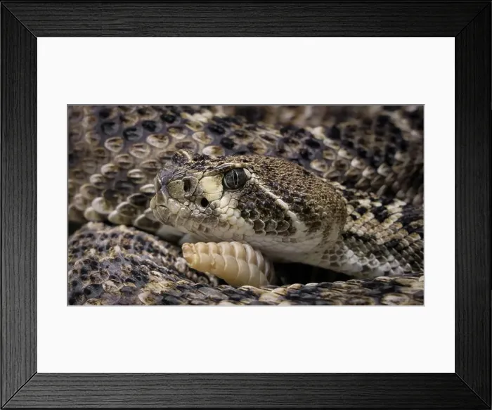 Framed Print : Western diamondback rattlesnake or Texas diamond-back (Crotalus atrox) Framed Print : Western diamondback rattlesnake or Texas diamond-back (Crotalus atrox)