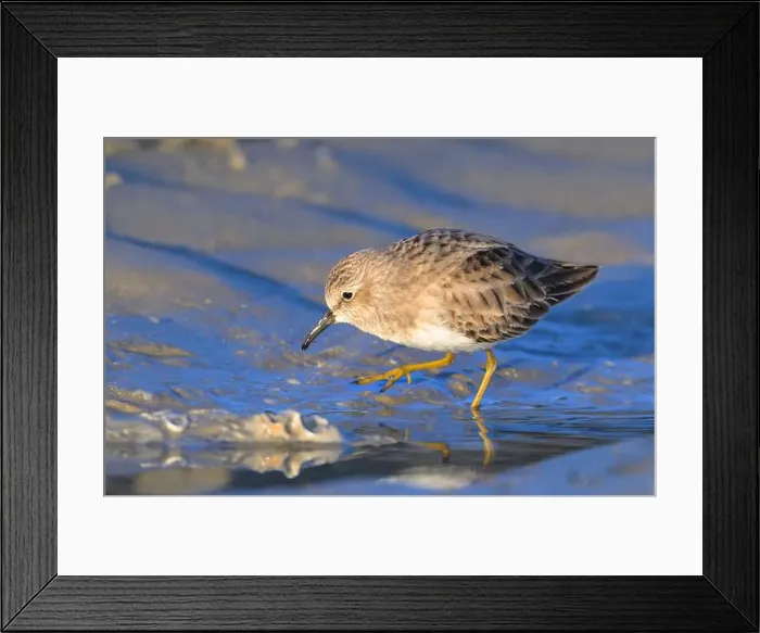 Framed Print : Least sandpiper (Calidris minutilla) walking at the ocean beach in search fof food Framed Print : Least sandpiper (Calidris minutilla) walking at the ocean beach in search fof food
