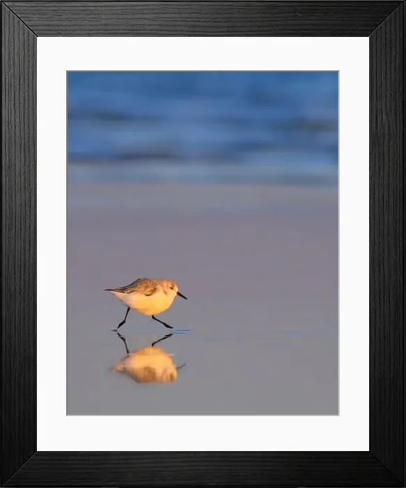 Framed Print : Sanderling (Calidris alba) running at the beach along the ocean coast at sunset light with reflection Framed Print : Sanderling (Calidris alba) running at the beach along the ocean coast at sunset light with reflection