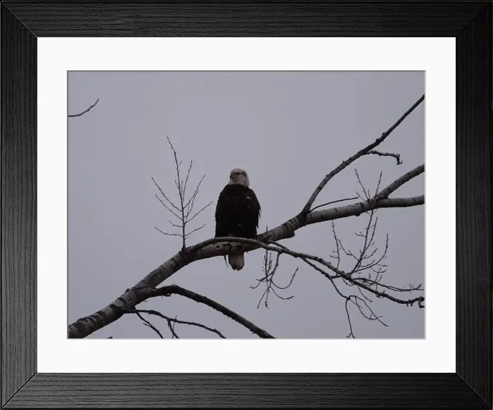 Framed Print : American Bald Eagles During Winter Migration in Missouri Framed Print : American Bald Eagles During Winter Migration in Missouri