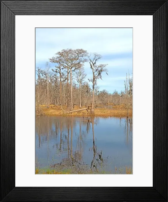 Framed Print : Calm Waters in a Cypress Marsh in Stephan C Foster State Park in Georgia Framed Print : Calm Waters in a Cypress Marsh in Stephan C Foster State Park in Georgia