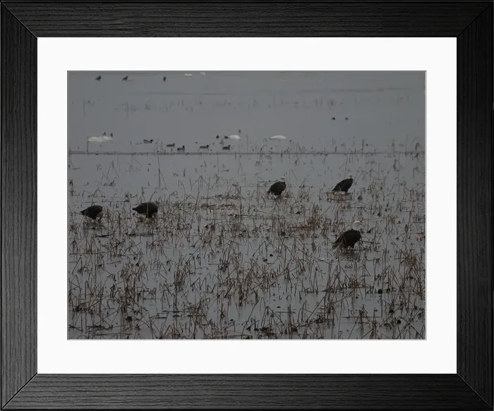 Framed Print : American Bald Eagles During Winter Migration in Missouri Framed Print : American Bald Eagles During Winter Migration in Missouri