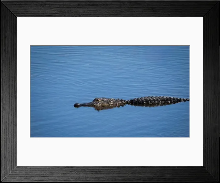 Framed Print : Alligator in the Myakka River in Myakka River State Park in Sarasota Florida USA Framed Print : Alligator in the Myakka River in Myakka River State Park in Sarasota Florida USA