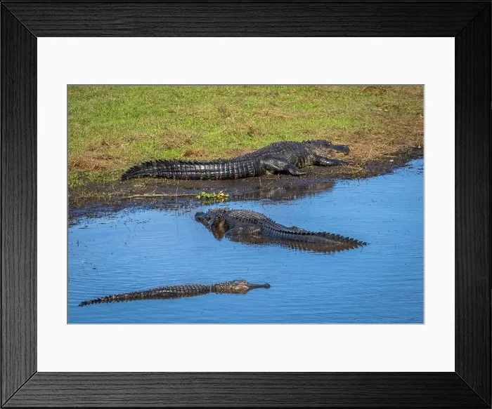 Framed Print : Alligators in the Myakka River in Myakka River State Park in Sarasota Florida USA Framed Print : Alligators in the Myakka River in Myakka River State Park in Sarasota Florida USA