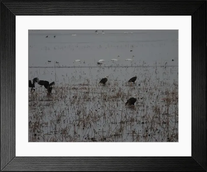 Framed Print : American Bald Eagles During Winter Migration in Missouri Framed Print : American Bald Eagles During Winter Migration in Missouri