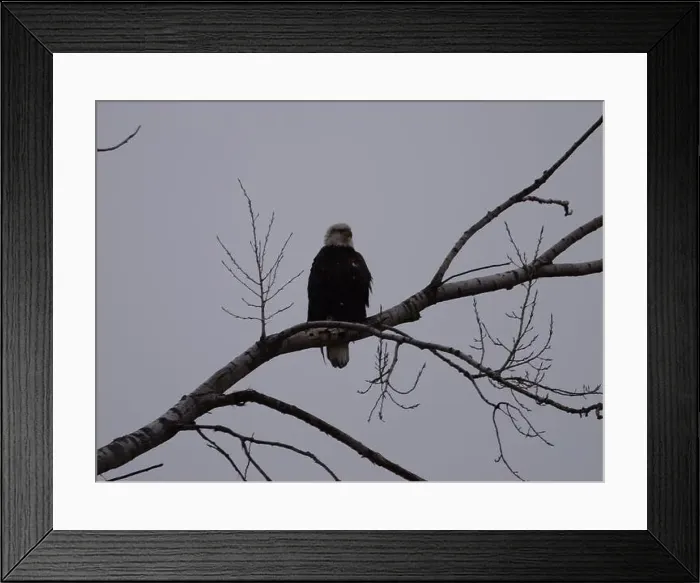 Framed Print : American Bald Eagles During Winter Migration in Missouri Framed Print : American Bald Eagles During Winter Migration in Missouri