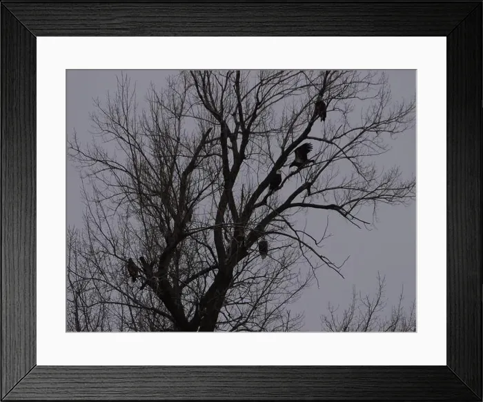 Framed Print : American Bald Eagles During Winter Migration in Missouri Framed Print : American Bald Eagles During Winter Migration in Missouri