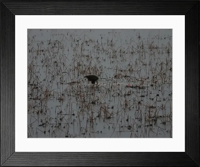 Framed Print : American Bald Eagles During Winter Migration in Missouri