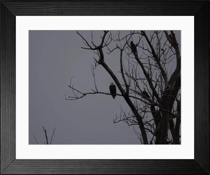 Framed Print : American Bald Eagles During Winter Migration in Missouri Framed Print : American Bald Eagles During Winter Migration in Missouri