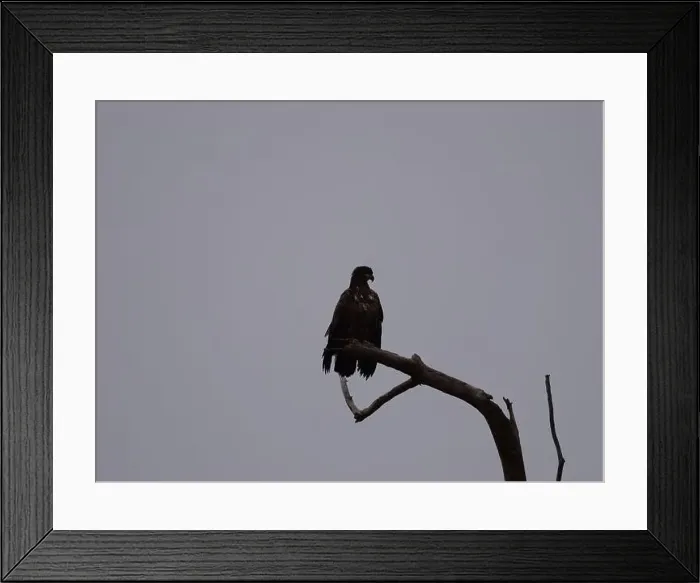 Framed Print : American Bald Eagles During Winter Migration in Missouri