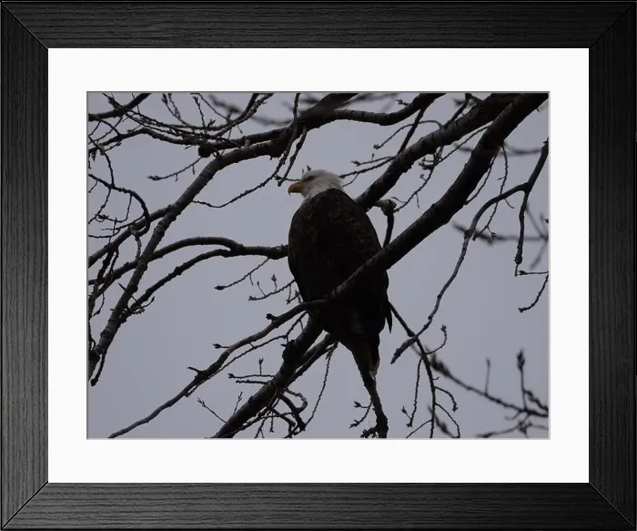 Framed Print : American Bald Eagles During Winter Migration in Missouri Framed Print : American Bald Eagles During Winter Migration in Missouri