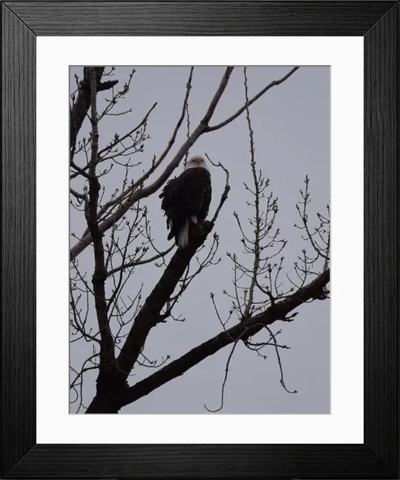 Framed Print : American Bald Eagles During Winter Migration in Missouri Framed Print : American Bald Eagles During Winter Migration in Missouri
