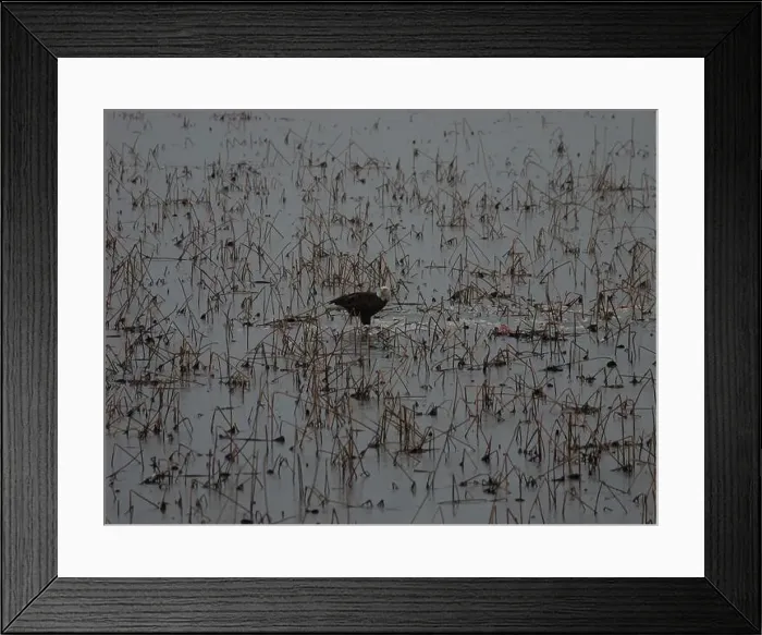 Framed Print : American Bald Eagles During Winter Migration in Missouri Framed Print : American Bald Eagles During Winter Migration in Missouri