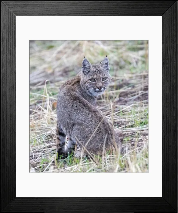 Framed Print : Bobcat Looking Back Suspiciously. Mt. Diablo State Park, Contra Costa County, California, USA Framed Print : Bobcat Looking Back Suspiciously. Mt. Diablo State Park, Contra Costa County, California, USA