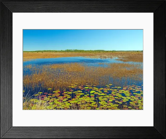 Framed Print : Grasses and Lily Pads in a Wildlife Refuge in St Marks National Widlife Refuge in Florida Framed Print : Grasses and Lily Pads in a Wildlife Refuge in St Marks National Widlife Refuge in Florida