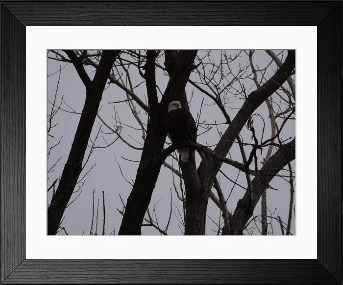 Framed Print : American Bald Eagles During Winter Migration in Missouri Framed Print : American Bald Eagles During Winter Migration in Missouri