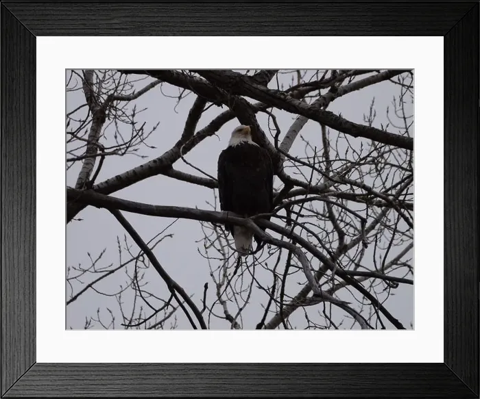 Framed Print : American Bald Eagles During Winter Migration in Missouri Framed Print : American Bald Eagles During Winter Migration in Missouri