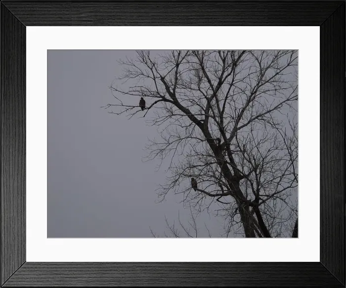Framed Print : American Bald Eagles During Winter Migration in Missouri Framed Print : American Bald Eagles During Winter Migration in Missouri