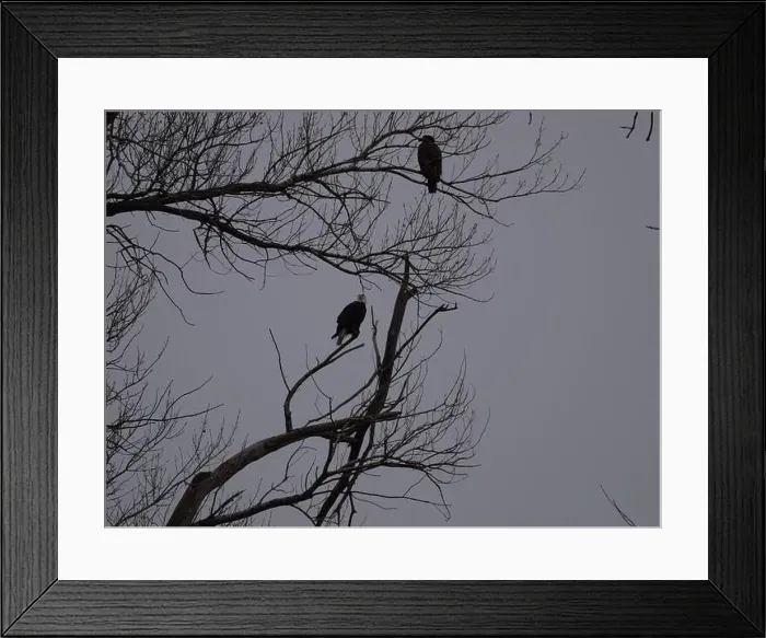 Framed Print : American Bald Eagles During Winter Migration in Missouri Framed Print : American Bald Eagles During Winter Migration in Missouri
