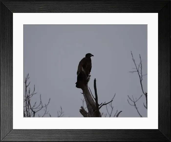 Framed Print : American Bald Eagles During Winter Migration in Missouri Framed Print : American Bald Eagles During Winter Migration in Missouri