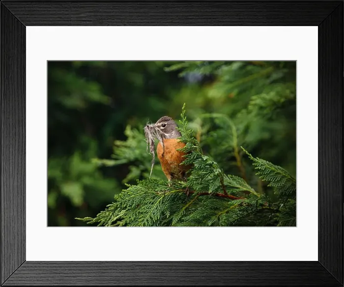 Framed Print : Female American Robin with nesting material perched in arborvitae Framed Print : Female American Robin with nesting material perched in arborvitae