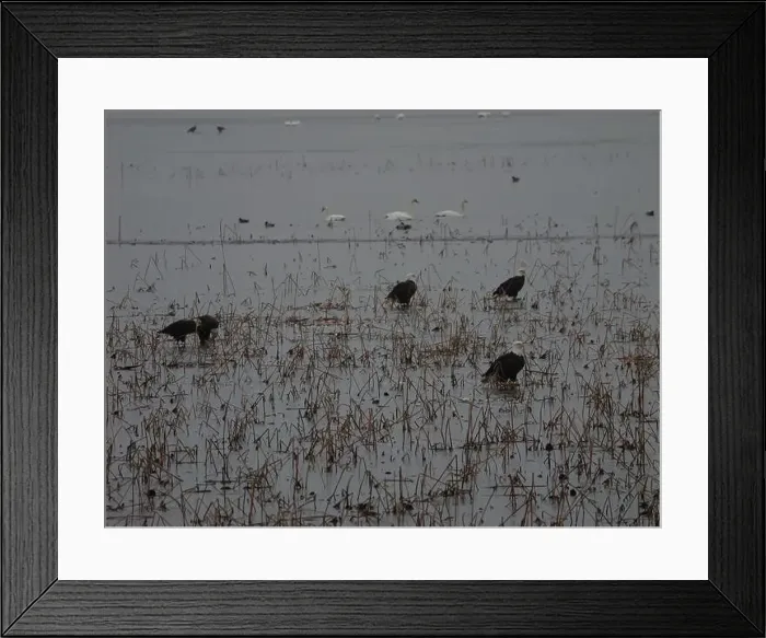 Framed Print : American Bald Eagles During Winter Migration in Missouri Framed Print : American Bald Eagles During Winter Migration in Missouri