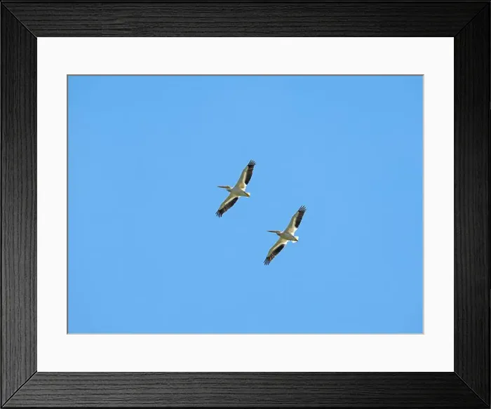 Framed Print : A Pair of White Pelicans in Flight at Spring Lake Along the Mississippi River in Illinois Framed Print : A Pair of White Pelicans in Flight at Spring Lake Along the Mississippi River in Illinois
