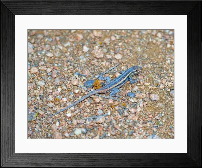 Framed Print : Texas Rose Bellied Lizard in the in the Desert in the Santa Ana National Wildlife Refuge in Texas Framed Print : Texas Rose Bellied Lizard in the in the Desert in the Santa Ana National Wildlife Refuge in Texas