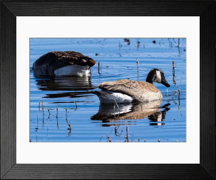 Framed Print : Canadian Geese feeding in the wetlands of their winter home at Bosque Del Apache National Wildlife Refuge Framed Print : Canadian Geese feeding in the wetlands of their winter home at Bosque Del Apache National Wildlife Refuge