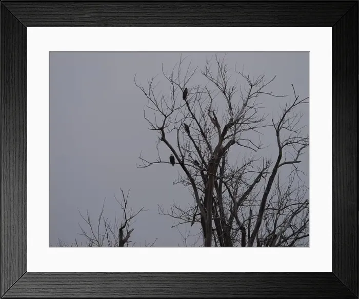 Framed Print : American Bald Eagles During Winter Migration in Missouri Framed Print : American Bald Eagles During Winter Migration in Missouri