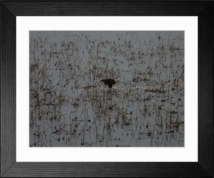 Framed Print : American Bald Eagles During Winter Migration in Missouri