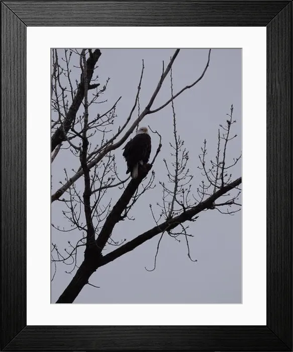 Framed Print : American Bald Eagles During Winter Migration in Missouri Framed Print : American Bald Eagles During Winter Migration in Missouri